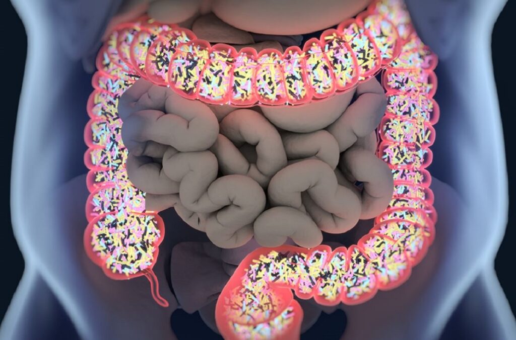 ¿Cómo influye la alimentación en tu microbiota intestinal?